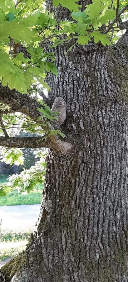 Namelis Nr 1 Adeles Sodyba Sturmai Luaran gambar