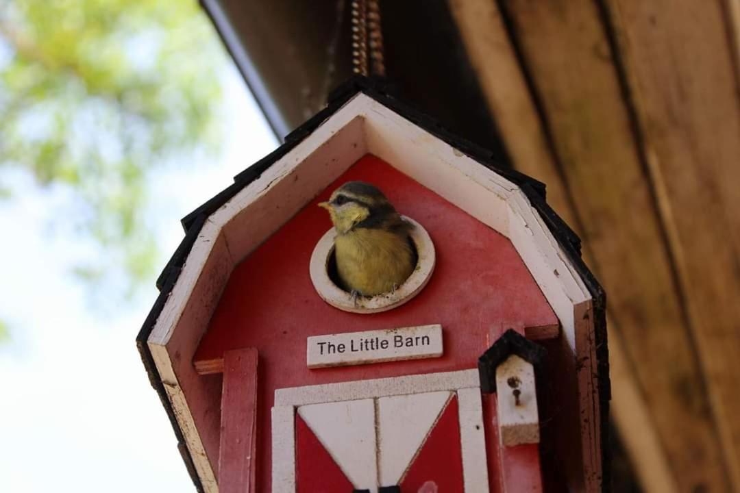 Namelis Nr 1 Adeles Sodyba Sturmai Luaran gambar